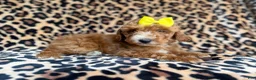 Cockapoo dogs for sale: Janey - Ad 3