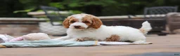 Standard Poodle dogs for sale: Blossom - Ad 6