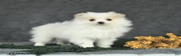 Pomeranian dogs for sale: Freckles - Ad 1