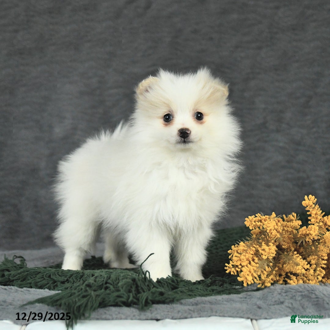 Pomeranian dogs for sale: Freckles - Ad 1