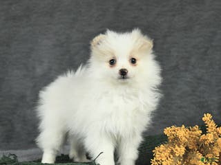 Pomeranian dogs Freckles - Ad 28