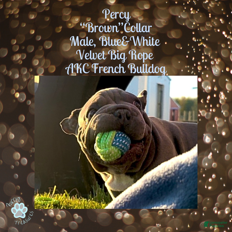French Bulldog dogs Percy “Brown” Collar, Male - Ad 13