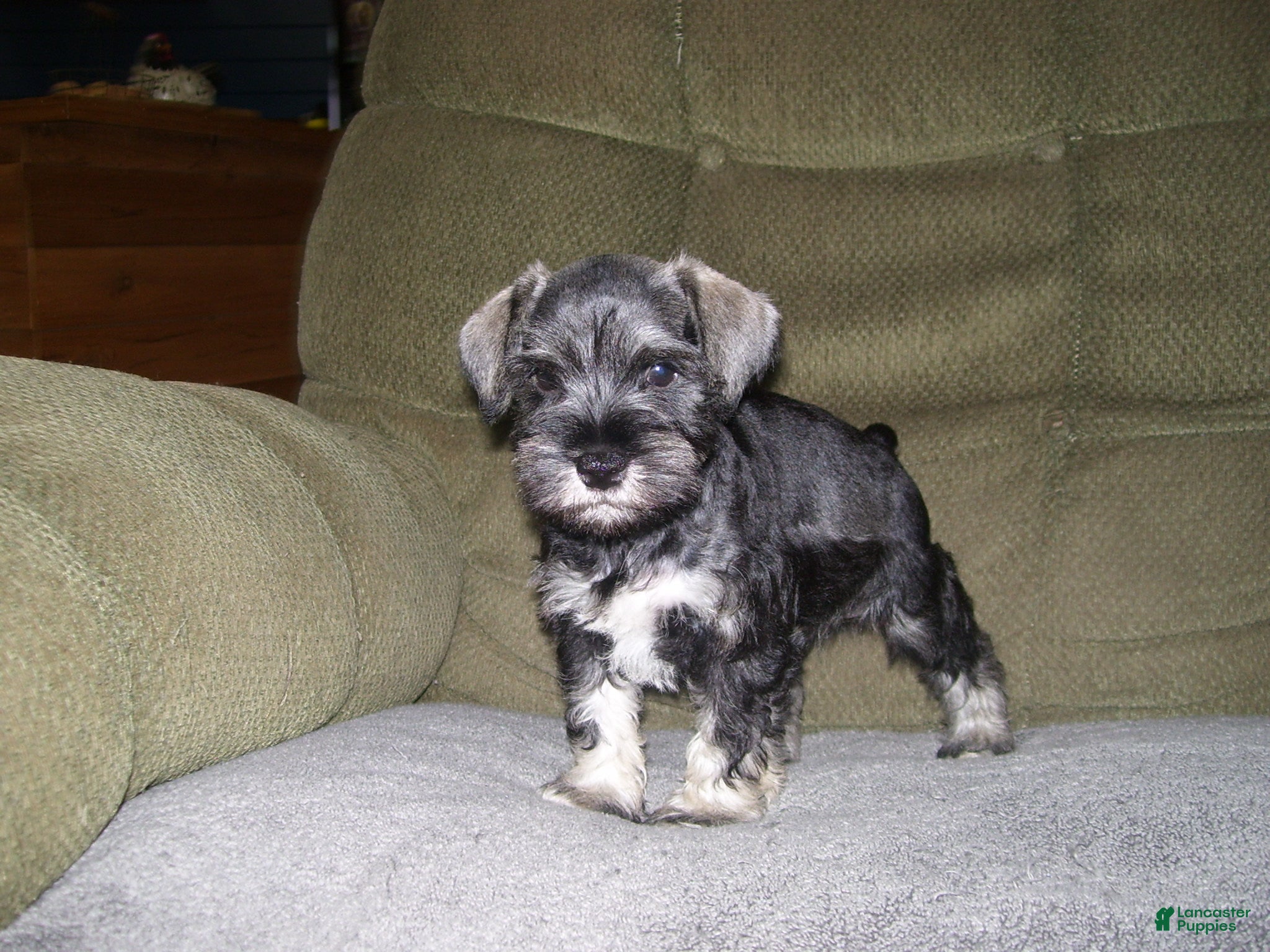 Miniature Schnauzer dogs for sale: HARLEY - Ad 2