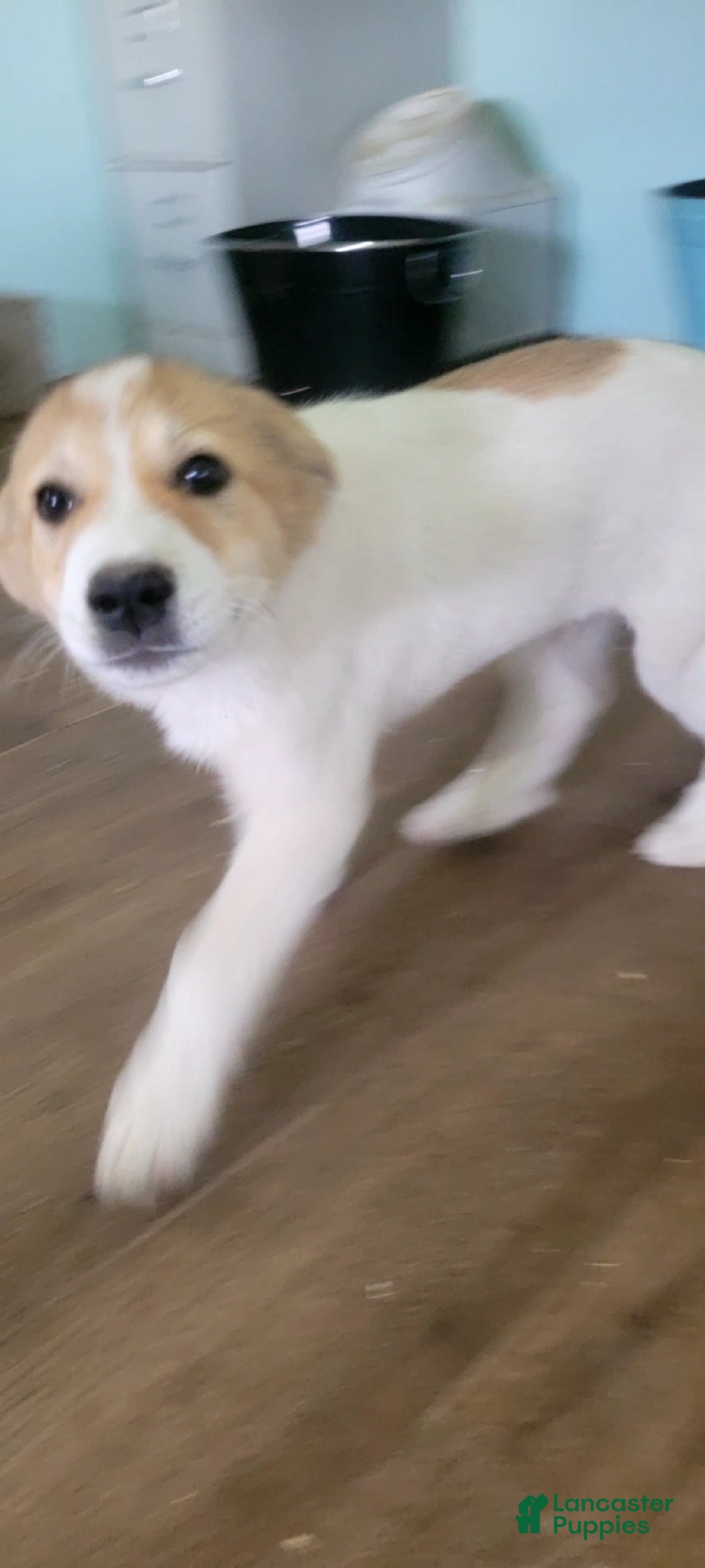 Mixed Breed dogs Mixed Breed Puppy 1 - Ad 1