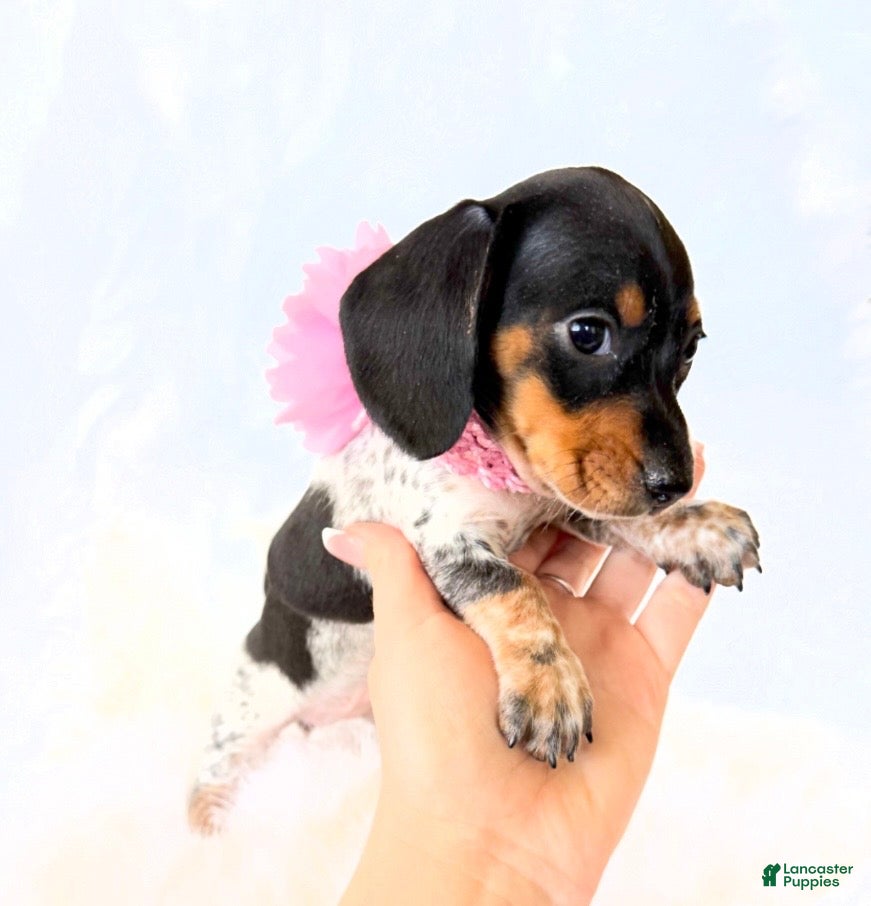 Miniature Dachshund dogs AKC Opal - Ad 7