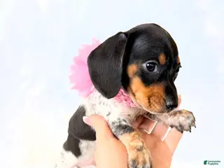 Miniature Dachshund dogs AKC Opal - Ad 7