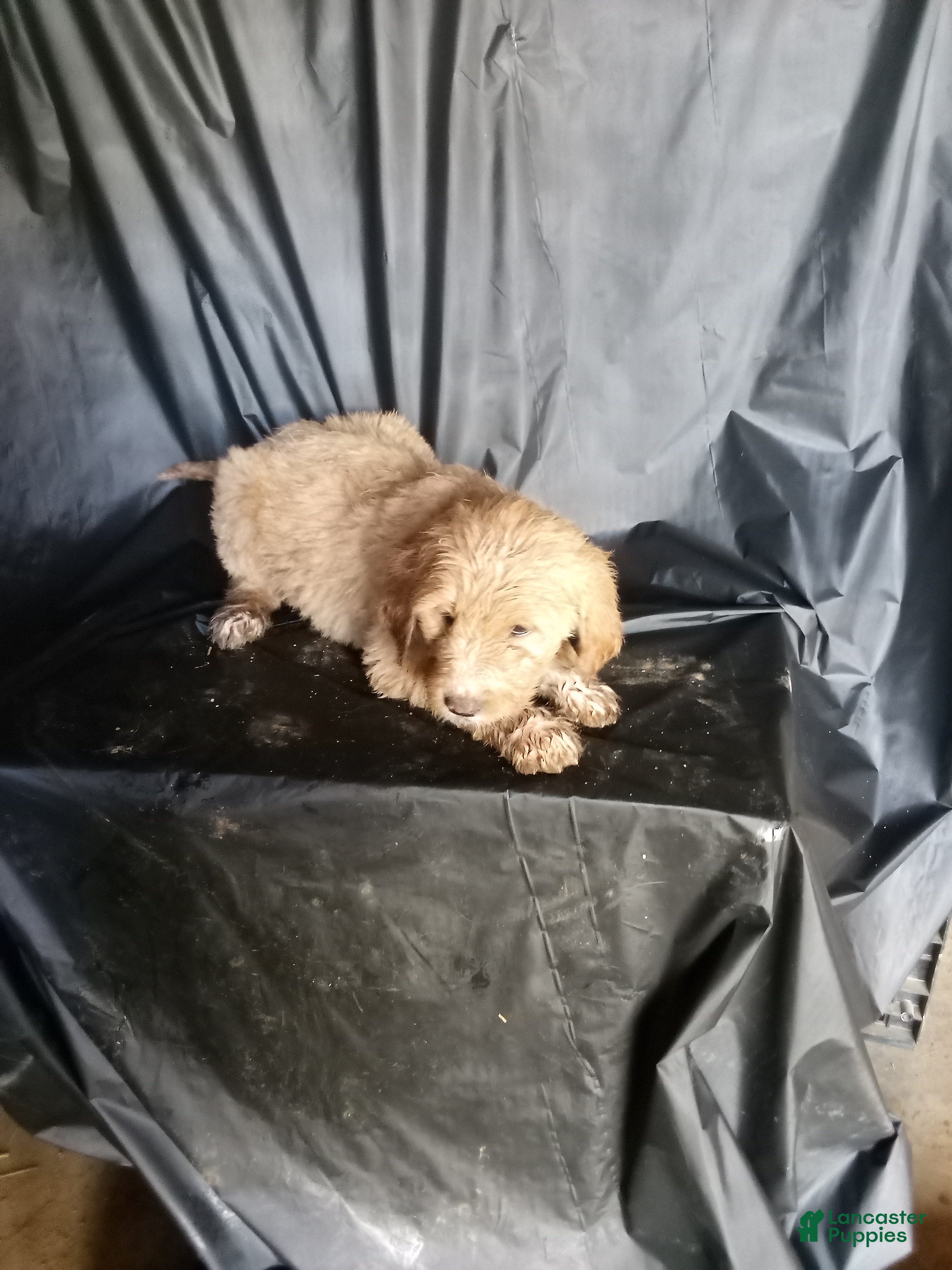 Mixed Breed dogs Mindy - Ad 23