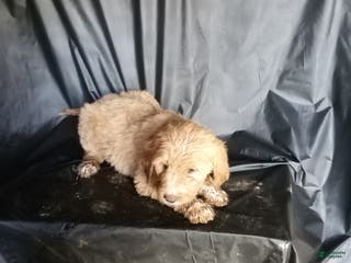 Mixed Breed dogs Mindy - Ad 20