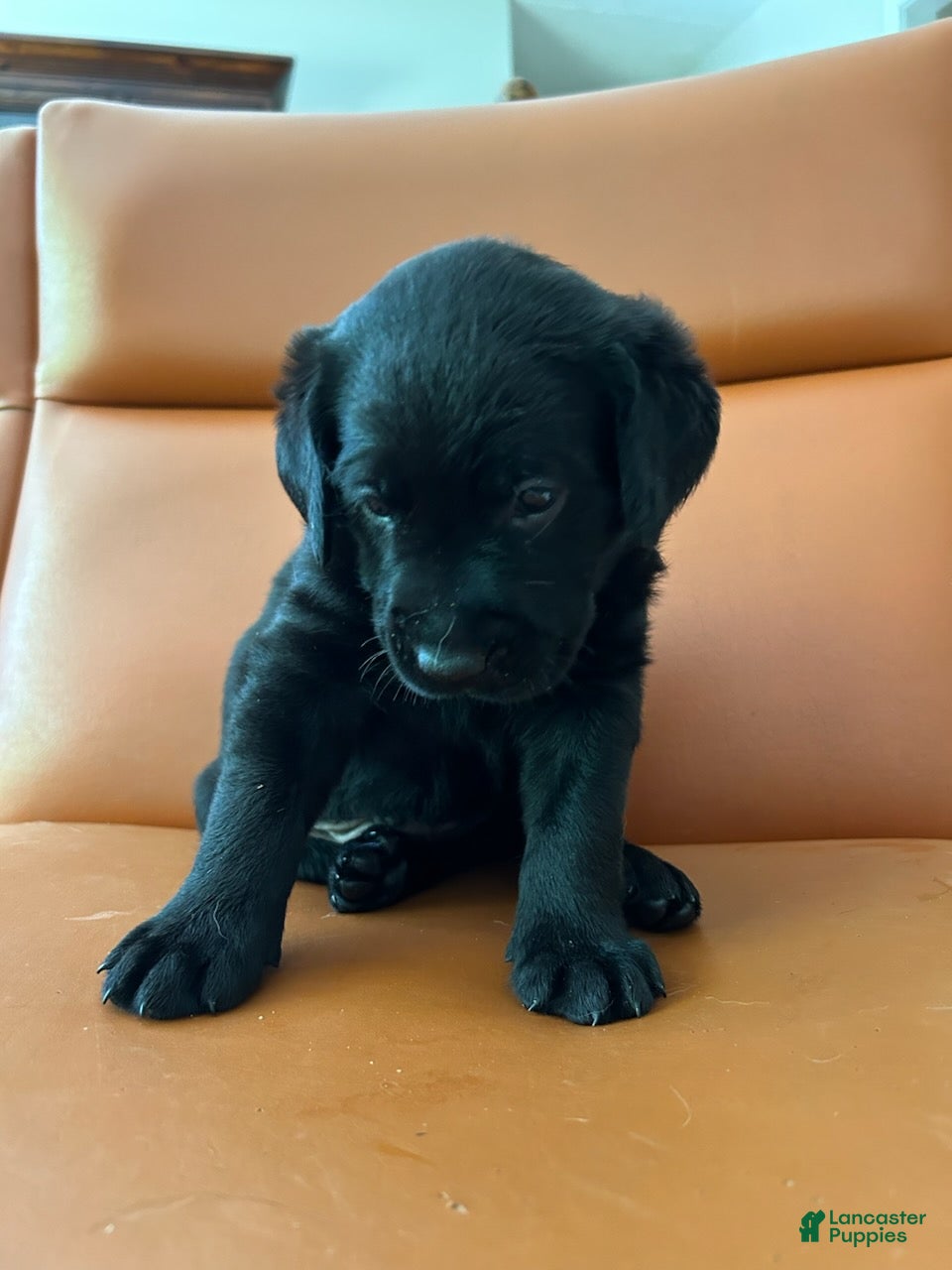 Labrador Retriever dogs for sale: Labrador Retriever Female 1 - Ad 3