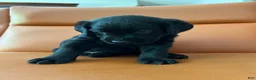 Labrador Retriever dogs for sale: Labrador Retriever Female 1 - Ad 1