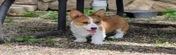 Welsh Corgi Pembroke dogs for sale: Chanel(triple clear) AKC - Ad 8