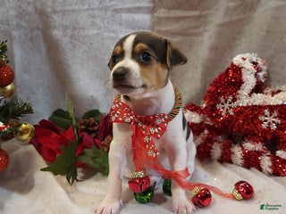 Rat Terrier dogs Minnie - Ad 20