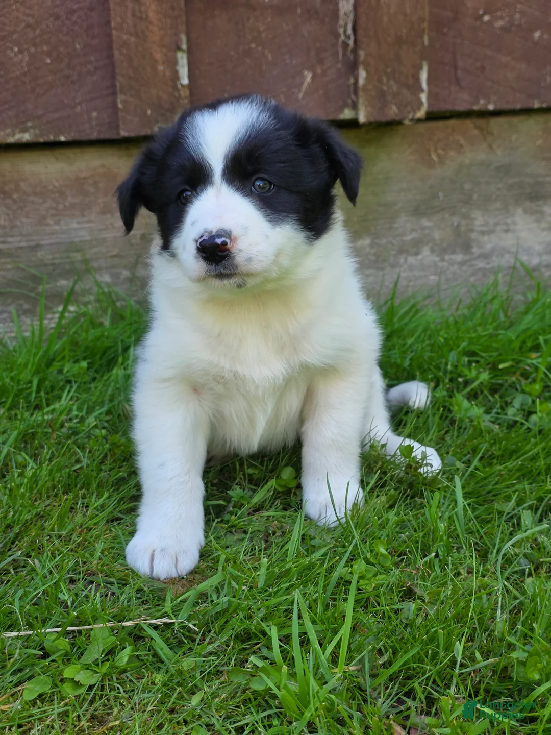 Border Collie dogs for sale: Hanna - Ad 2