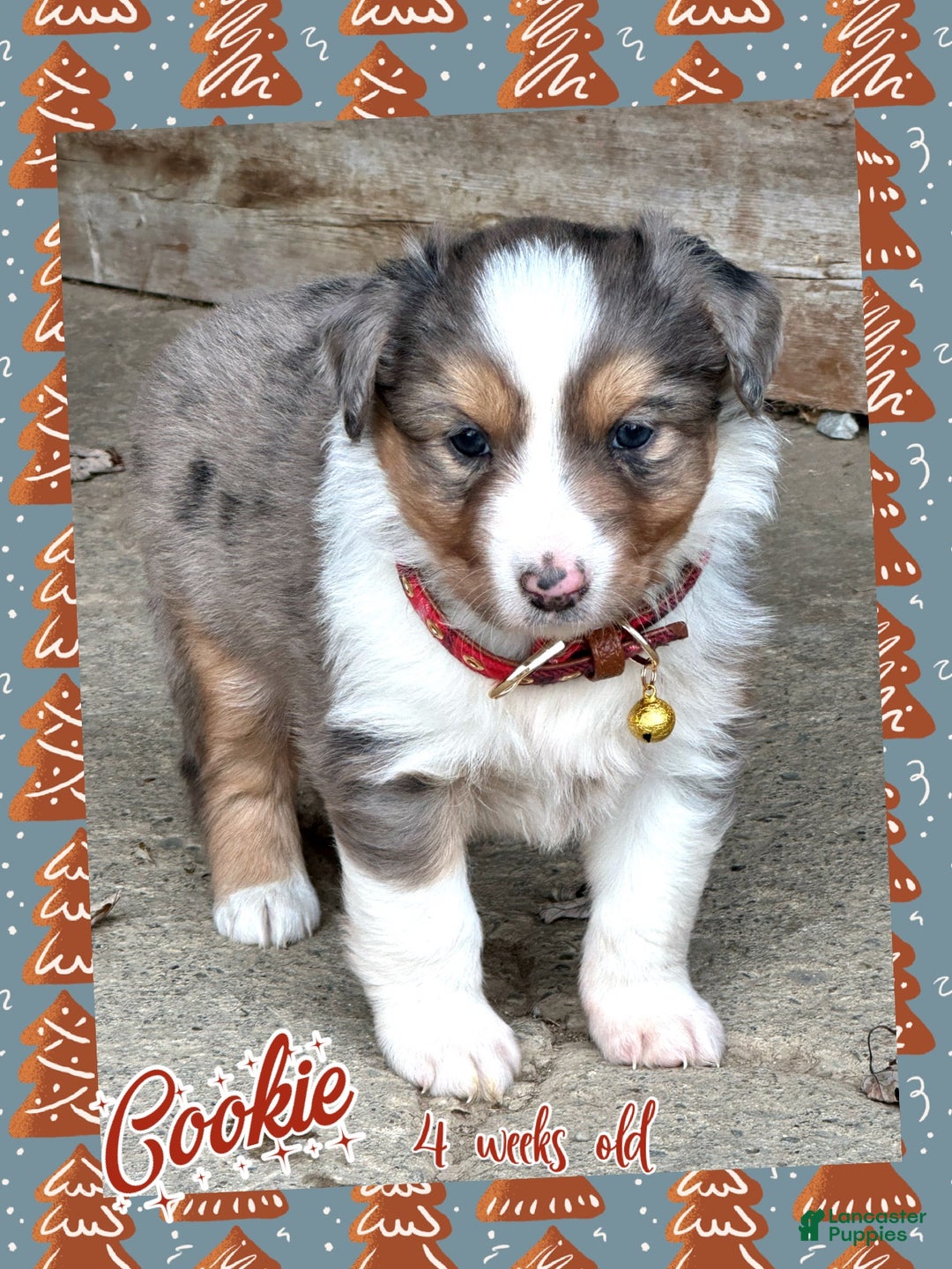 Miniature Australian Shepherd dogs for sale: Cookie - Ad 2