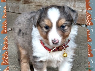 Miniature Australian Shepherd dogs Cookie - Ad 37