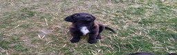 Mixed Breed dogs for sale: Chester - Ad 6