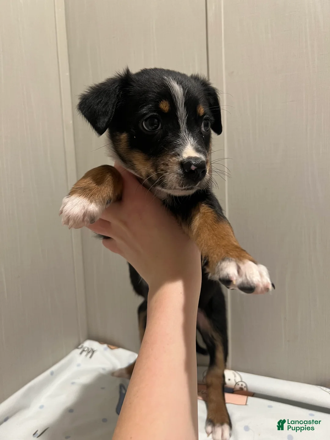 Mixed Breed dogs for sale: Cider  - Ad 3