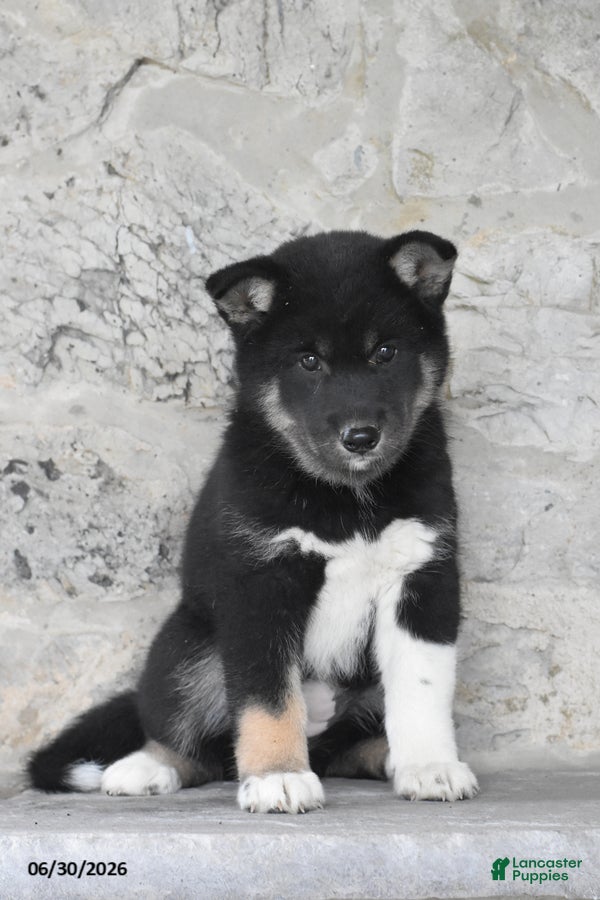 Mixed Breed dogs Ava - Ad 1