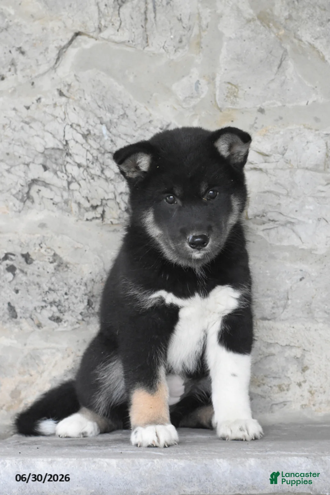 Mixed Breed dogs for sale: Ava - Ad 1