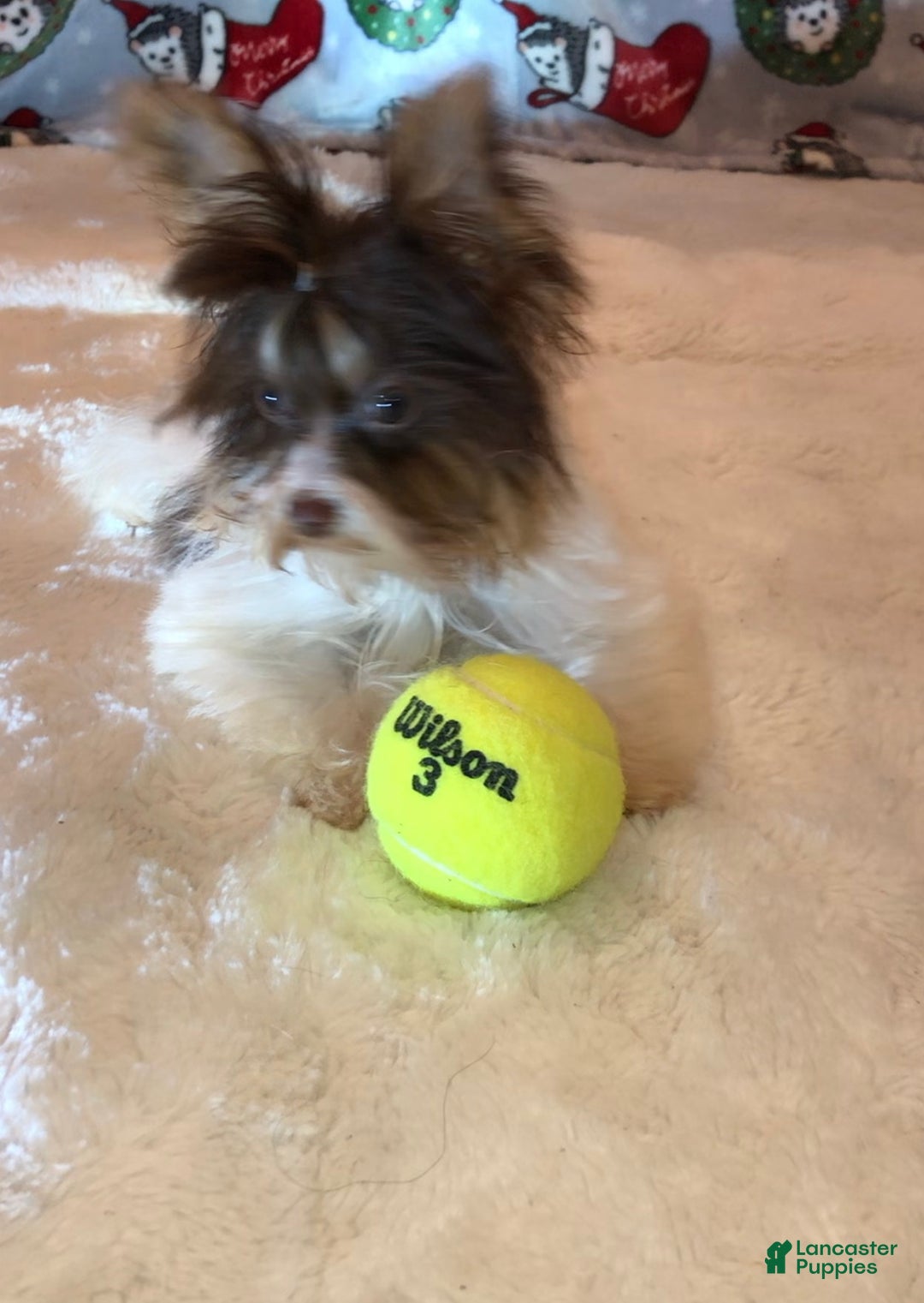 Yorkshire Terrier dogs for sale: Yorkshire Terrier Puppy 1 - Ad 1