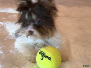 Yorkshire Terrier dogs Yorkshire Terrier Puppy 1 - Ad 23