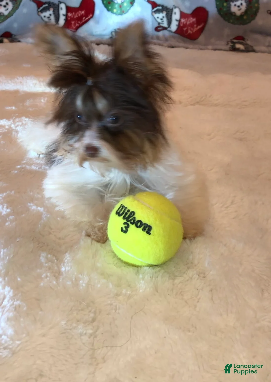 Yorkshire Terrier dogs for sale: Yorkshire Terrier Puppy 1 - Ad 1