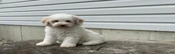 Miniature Poodle dogs for sale: Dazzler Miniature Poodle  - Ad 7