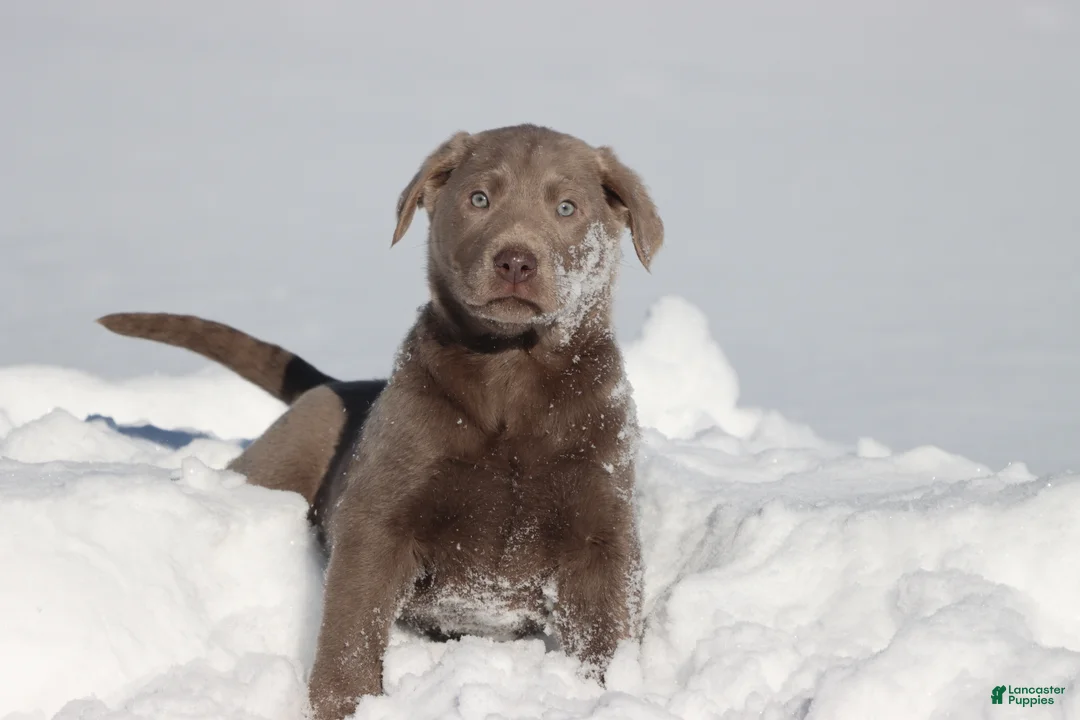 Labrador Retriever dogs for sale: Brick - Ad 3