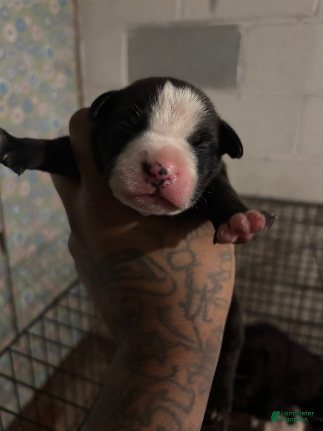 American Staffordshire Terrier dogs for sale: American Staffordshire Terrier Puppy 6 - Ad 1