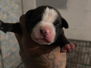 American Staffordshire Terrier dogs American Staffordshire Terrier Puppy 6 - Ad 1