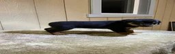 Rottweiler dogs for sale: Rottweiler 3 - Ad 5
