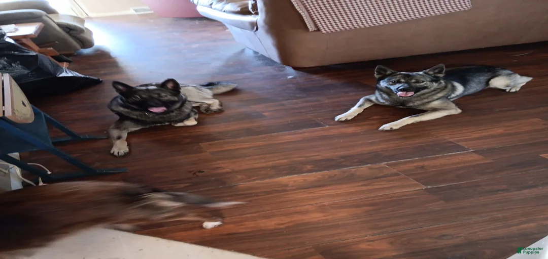 Gallery Image {{count}}