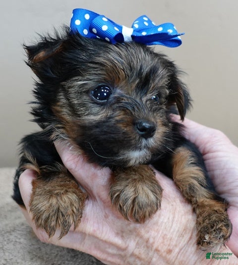 Yorkshire Terrier dogs Cairo black face - Ad 14