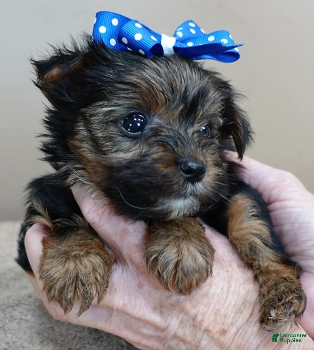 Yorkshire Terrier dogs for sale: Cairo black face - Ad 1
