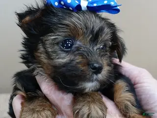 Yorkshire Terrier dogs Cairo black face - Ad 14
