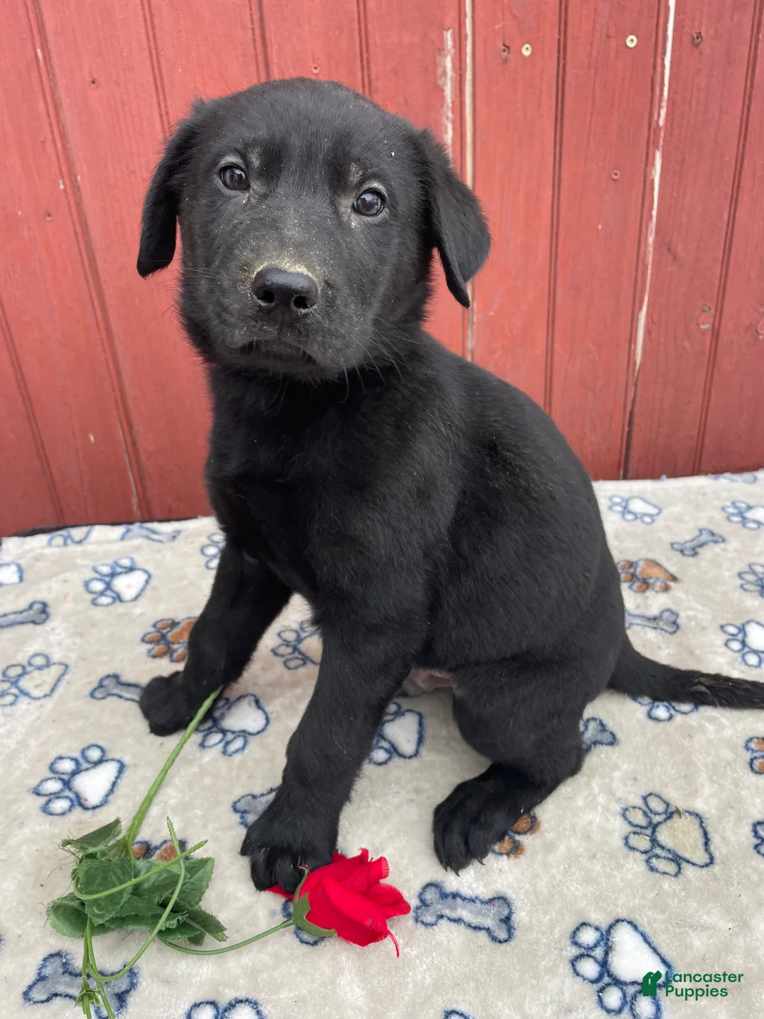 Sheprador dogs for sale: Victor - Ad 4