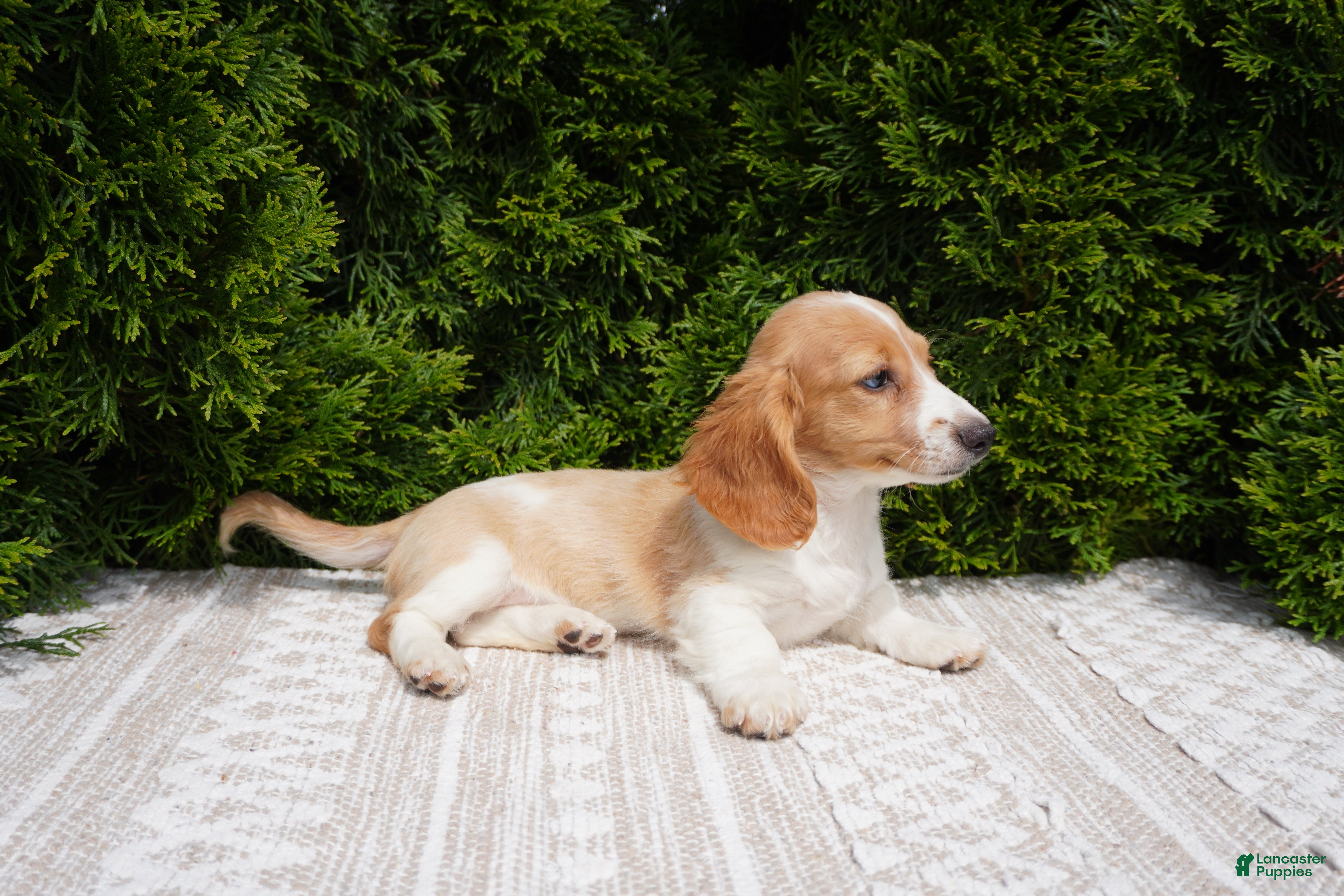 Miniature Dachshund dogs Brian - Ad 1