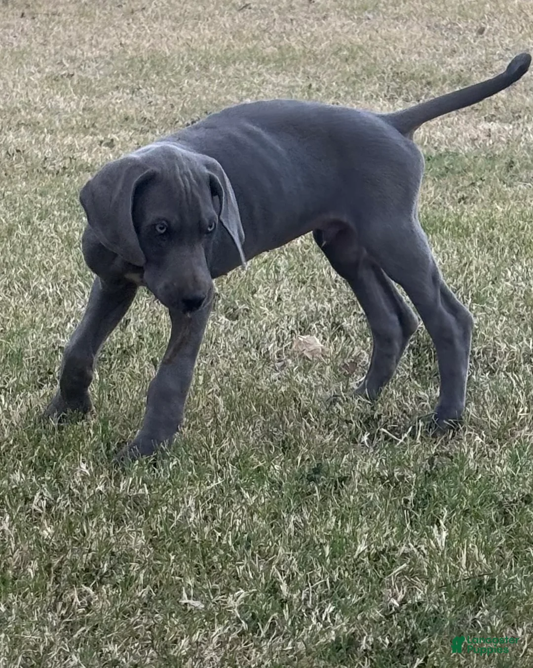 Great Dane dogs for sale: Great Dane Puppy 6 - Ad 2
