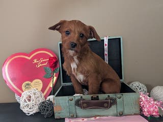 Mixed Breed dogs Timmy - Ad 2