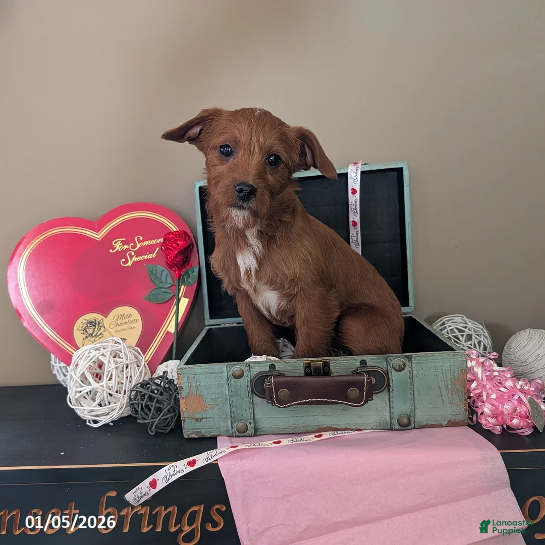 Mixed Breed dogs for sale: Timmy - Ad 1