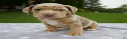 Beabull dogs for sale: Dexter - Ad 4