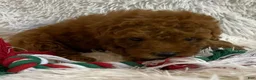 Toy Poodle dogs for sale: Coco - Ad 2