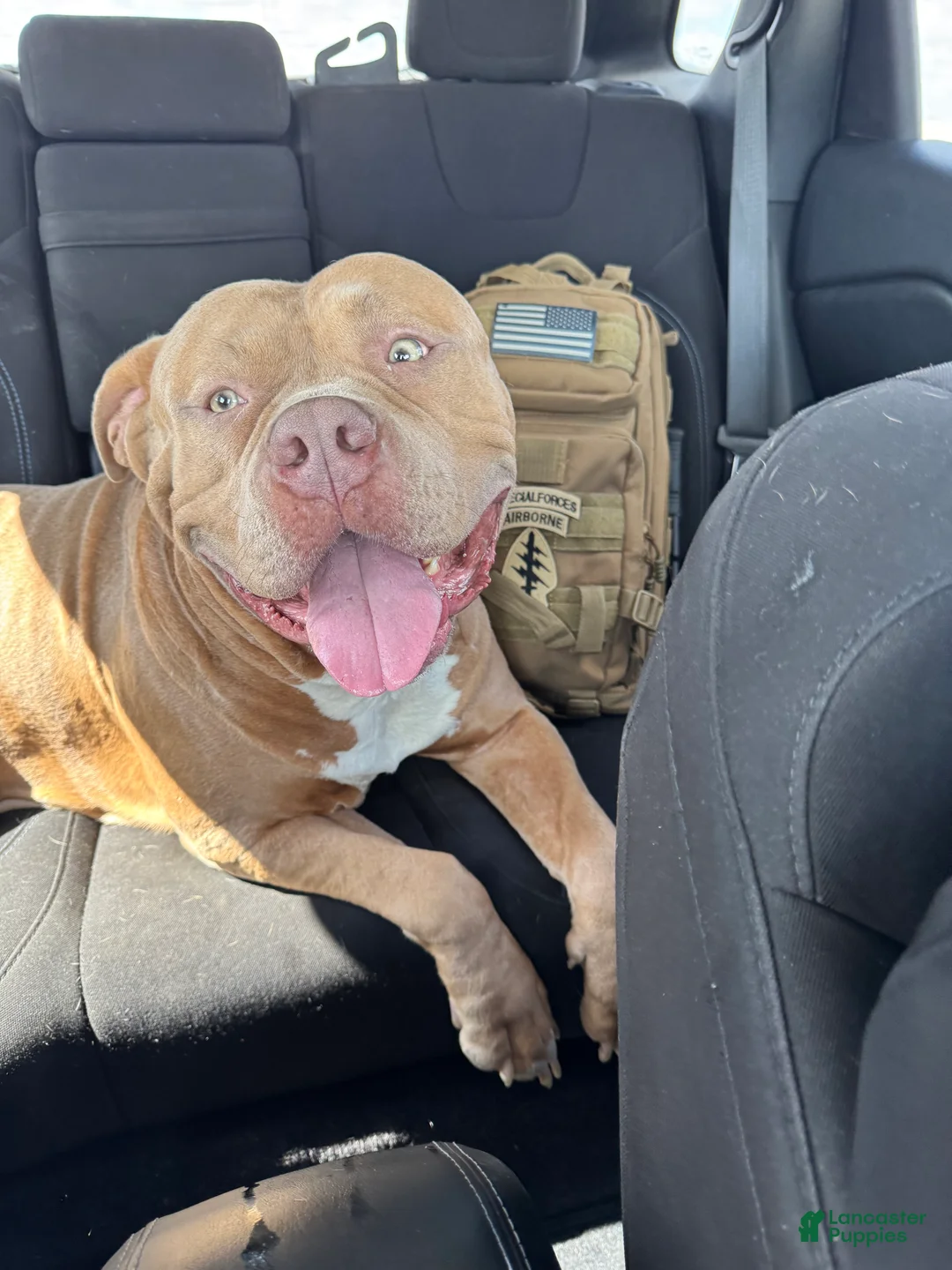 American Bully dogs for stud: Kash  - Ad 3