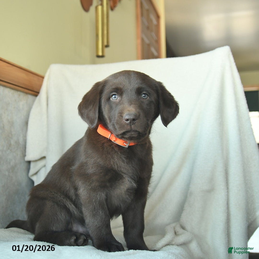 Labrador Retriever dogs for sale: Jake  - Ad 2