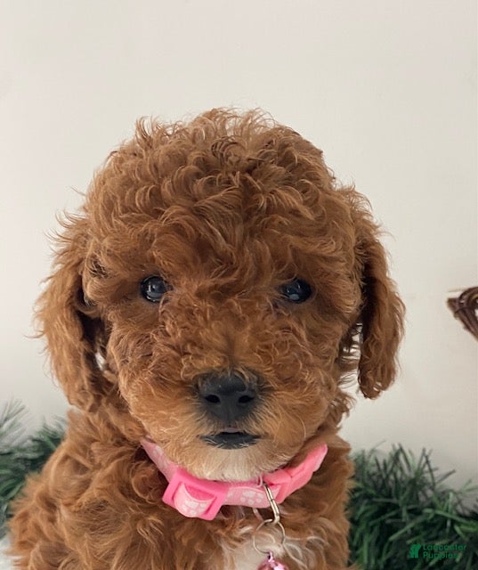 Toy Poodle dogs Ruby - Ad 15