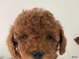 Toy Poodle dogs Ruby - Ad 4