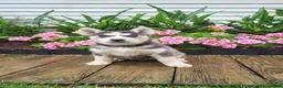 Siberian Husky dogs for sale: Jessica  - Ad 2