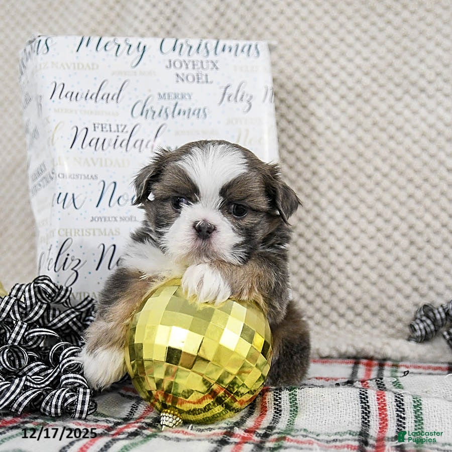 Shih Tzu dogs Scooter - Ad 4