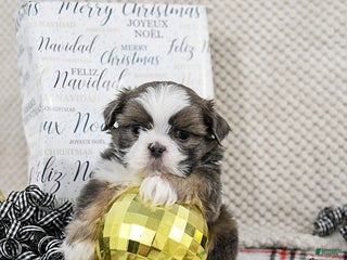 Shih Tzu dogs Scooter - Ad 2