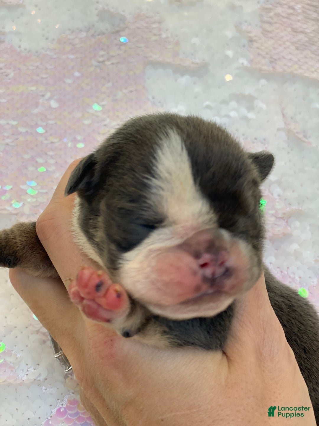 English Bulldog dogs for sale: Hugs - Ad 1